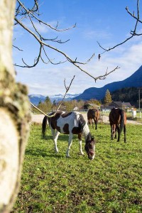 Pferden grasen auf der Wiese am  Reit- und Zuchthofes Strobl im Salzkammergut 