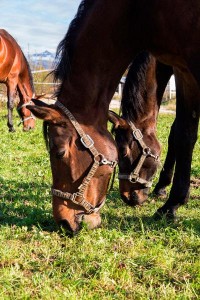 Glückliche Pferde auf der Wiese im  Reit- und Zuchthof Strobl im Salzkammergut 