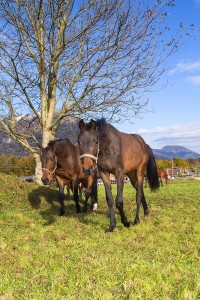Glückliche Pferde auf der Weide im  Reit- und Zuchthof Strobl im Salzkammergut 