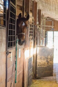 Pferd im Stall  Reit- und Zuchthofes Strobl im Salzkammergut 