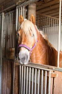 Pferd im Stall  Reit- und Zuchthofes Strobl im Salzkammergut 