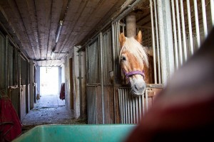 Pferd im Stall am  Reit- und Zuchthofes Strobl im Salzkammergut 