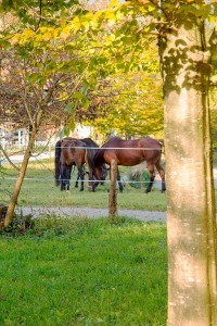 Pferde auf der Koppel am  Reit- und Zuchthofes Strobl im Salzkammergut 