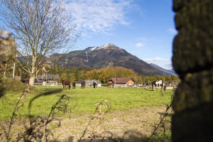 Pferdeherde auf der Weide am  Reit- und Zuchthofes Strobl im Salzkammergut 